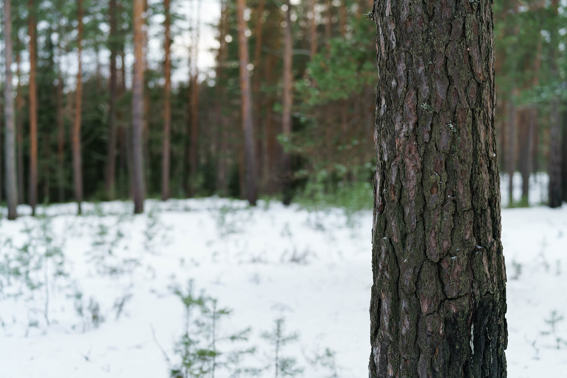Application Virtualization – Seeing the Forest Instead of Trees