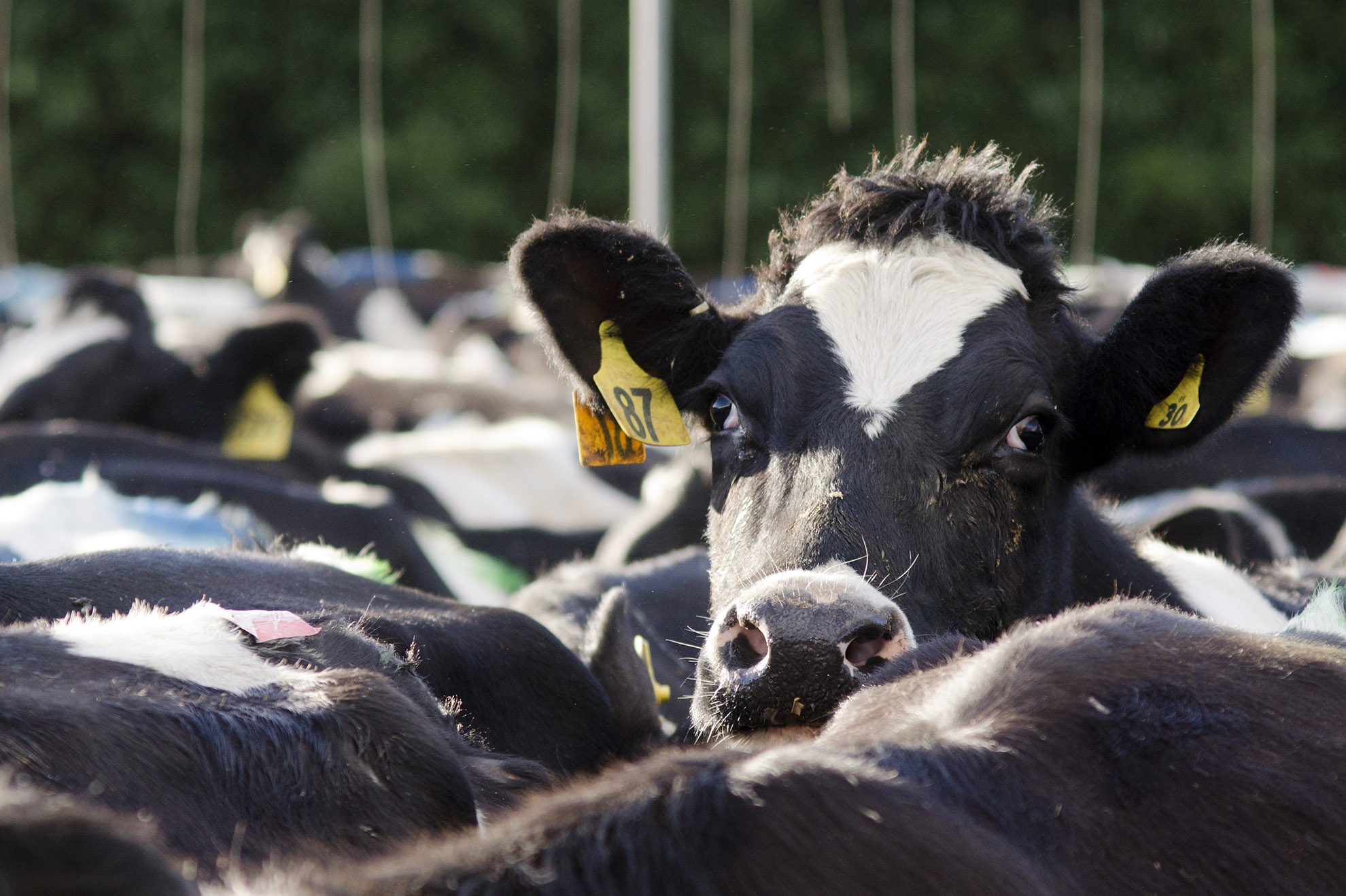 Are Connected Cows a Hacker