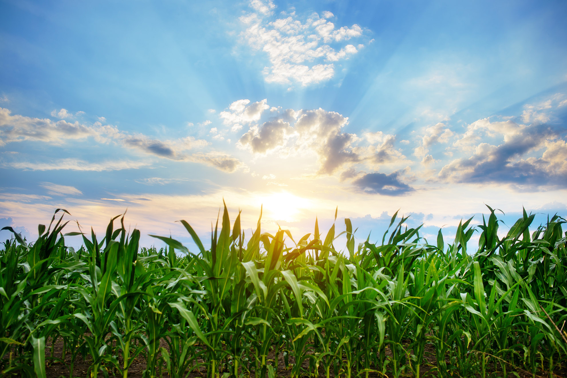 What Do Corn, IoT and College Have in Common?