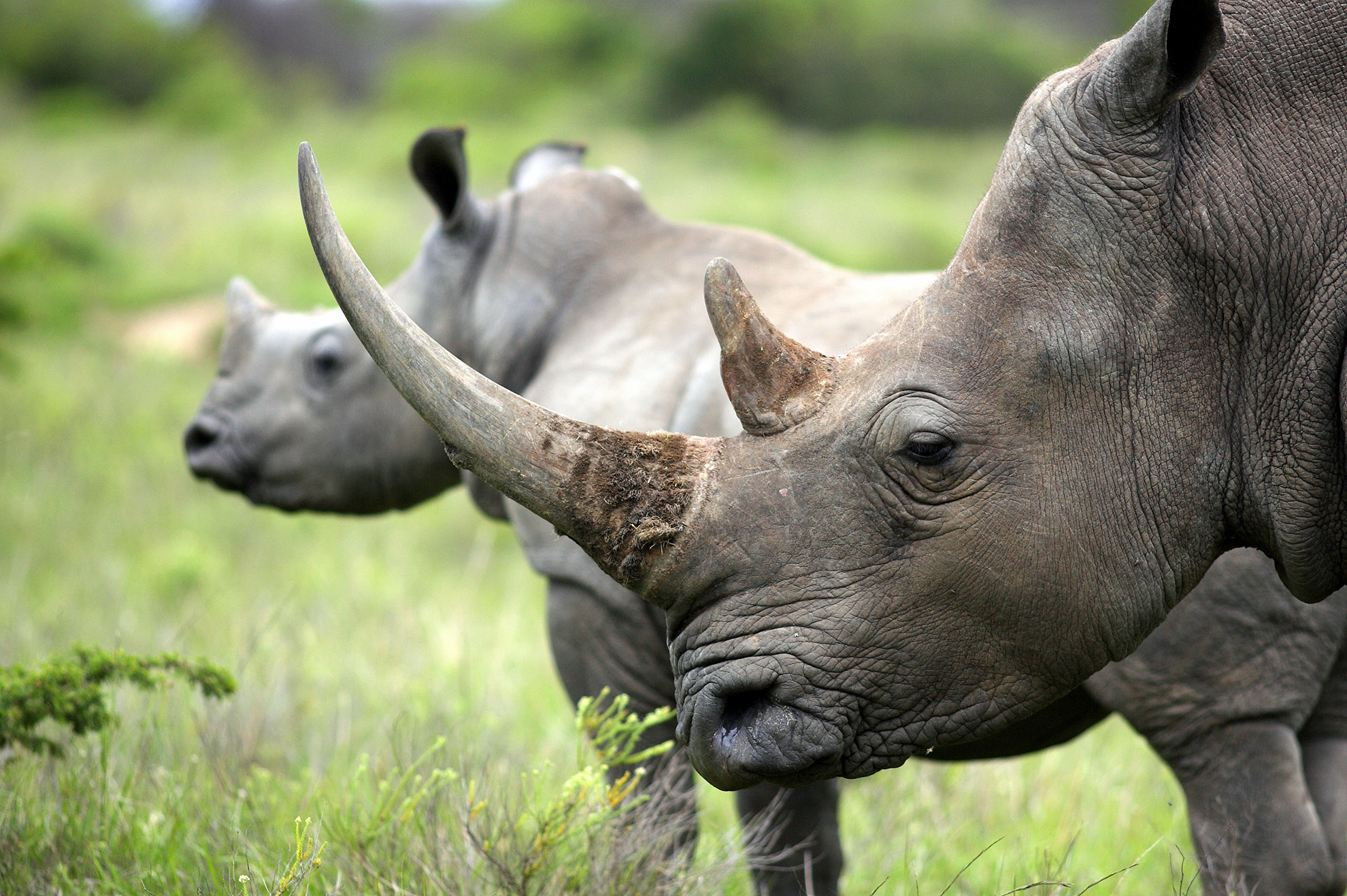 Saving Creatures Big and Small with Cybersecurity