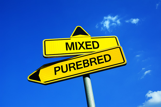 Mixed or Purebred - Traffic sign with two options - pure-blooded
